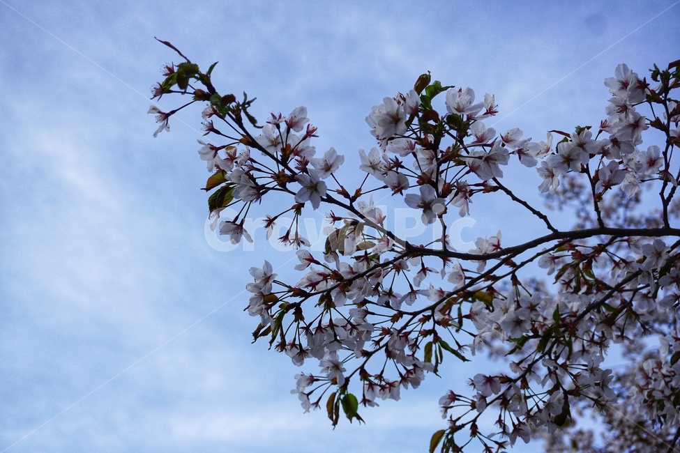 plant,식물,flower,꽃,blossom,벚꽃,하늘,sky,봄,계절,spring,season