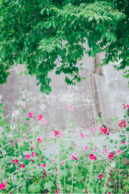 꽃,접시꽃,풍경사진,자연풍경,여름,식물,자연,싱그러움,힐링,감성사진,flower,summer,view,nature,emotional,feeling,식물,자연,plants,nature,꽃,flower