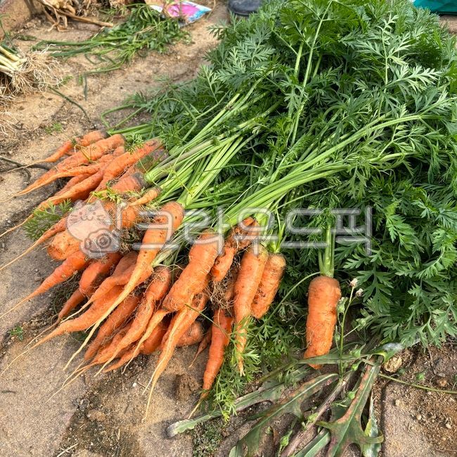 홍당무,당근,채소,vegetable,carrot,음식,food,밭,농사,당근재배