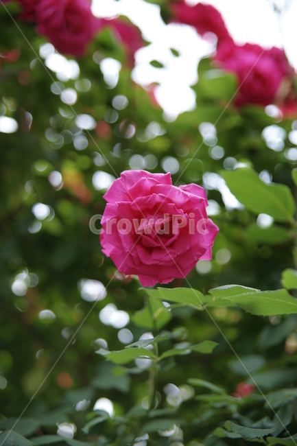 꽃,장미,분홍장미,분홍색,flower,rose,pinkrose,plant,식물,잎,녹색,식물,자연,plants,nature,꽃,flower
