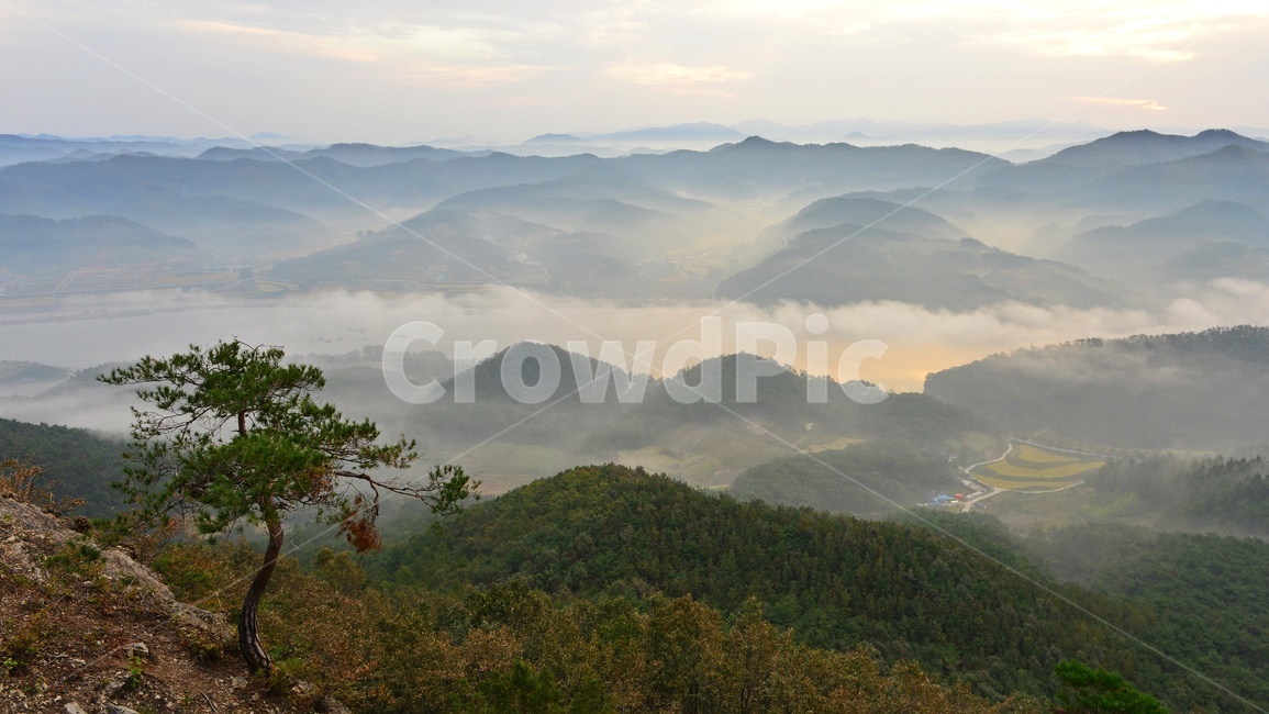 임실,국사봉,국사봉일출,여명,아침,해돋이,운해,소나무,nature,자연,mountain,산,mountainrange,산맥,outdoors,옥외,자연,풍경,nature,landscape