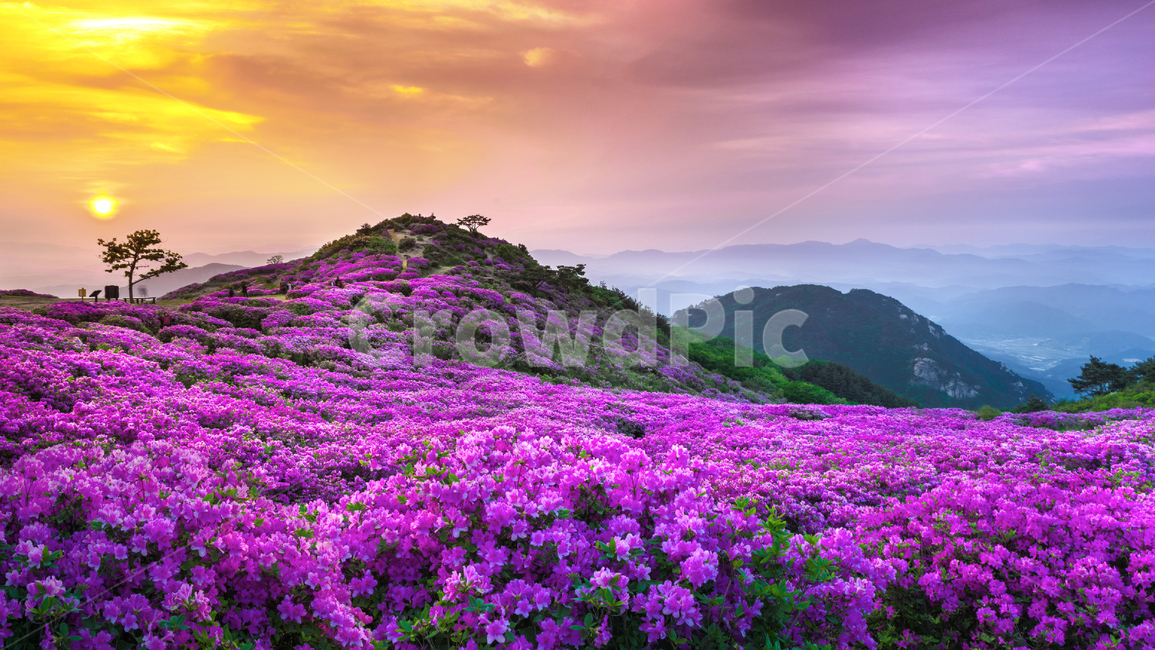 황매산,경남관광,합천군,산청군,철쭉제,봄,분홍물결,산상화원,일출,자연,풍경,nature,landscape,outdoors,옥외