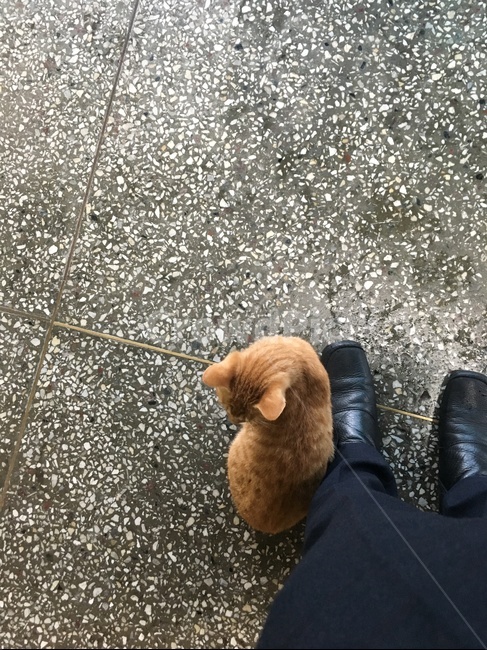 길고양이,친구,따뜻함,의지,동료,동물,animal,포유류,mammal,고양이,cat,kitten,kitty