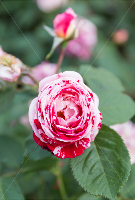 plum color,red rose,kind,in full bloom,Rose,hybrid tea,rose varieties,improvement,sentimental,crossing,flower,Red,horticulture,beautiful,White,petal,flower bud,plant,rose,garden,gay