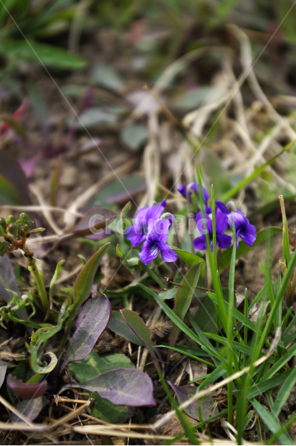 제비꽃,식물,plant,봄,spring,계절,꽃,flower,식물,자연,plants,nature,꽃,flower