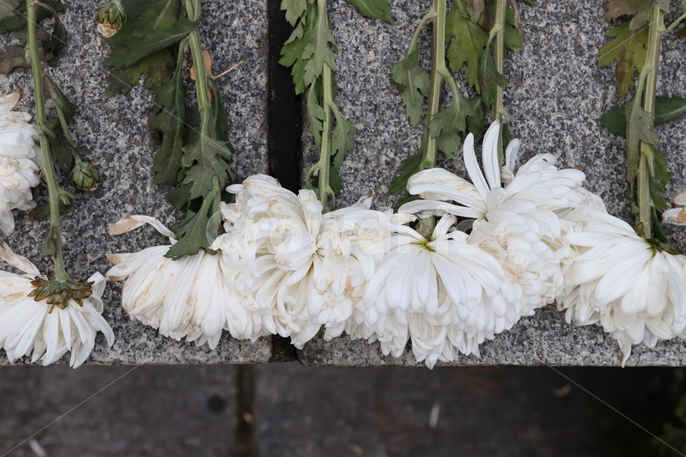 꽃,plant,식물,하얀색,flower,식물,자연,plants,nature,꽃,flower