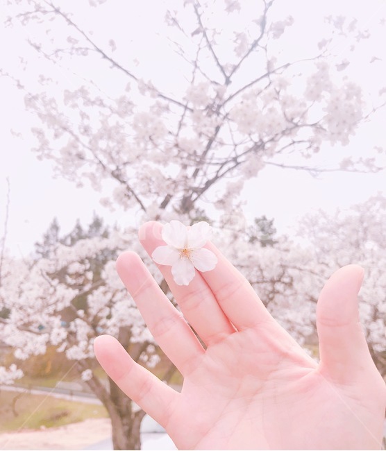 봄,봄꽃,벚꽃,벚나무,감성사진,봄,계절,spring,season,꽃,flower,감성,sensible,feeling,plant,식물