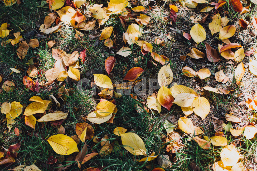 가을,낙엽,풍경,감성,나뭇잎,자연,가을,계절,fall,autumn,season,ground,바닥,plant,식물,leaf,잎