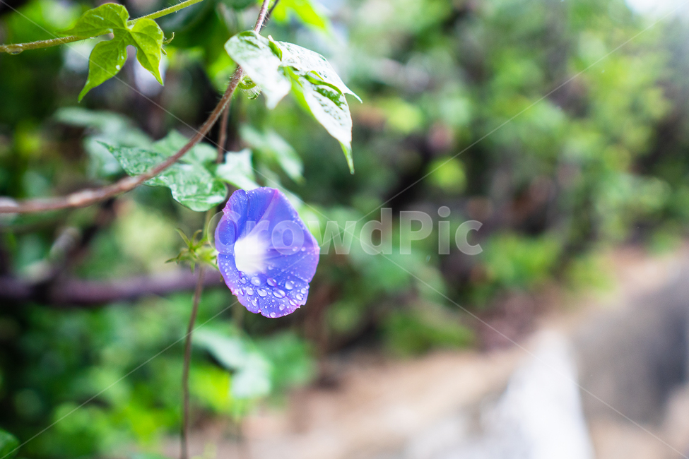 나팔꽃,야생꽃,보라색꽃,감성사진,flower,plant,식물,식물,자연,plants,nature,꽃,flower
