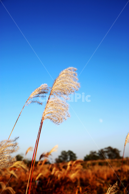 가을,갈대,풍경,억새,하늘,자연,nature,landscape,식물,plants