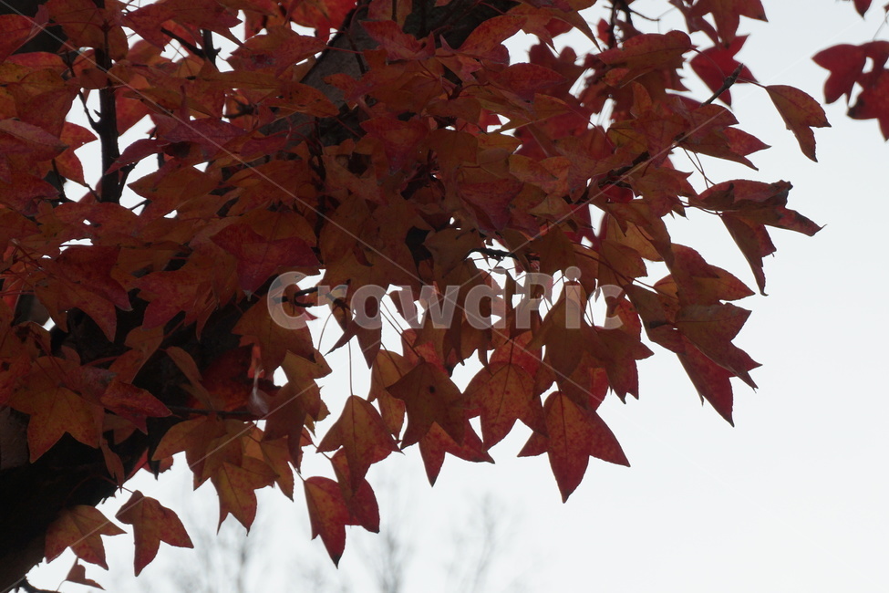 가을,단풍,풍경,자연,나뭇잎,가을,계절,fall,autumn,season,식물,자연,plants,nature,leaf,잎,plant,tree,나무,maple