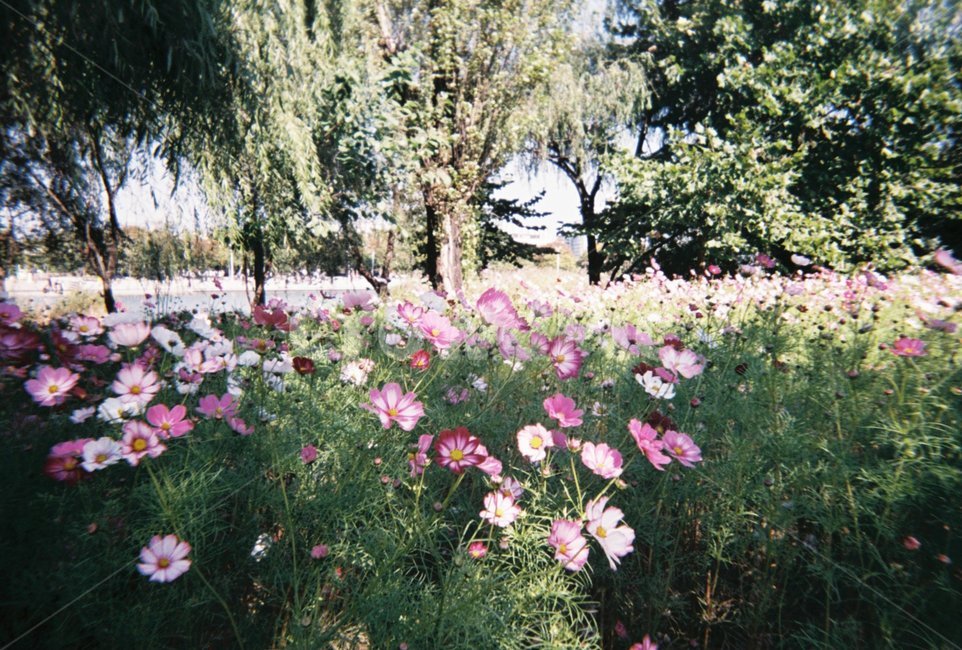 가을,꽃,코스모스,나무,풍경,가을,계절,fall,autumn,season,식물,자연,plants,nature,꽃,flower,outdoors,옥외,geranium,제라늄,blossom,plant