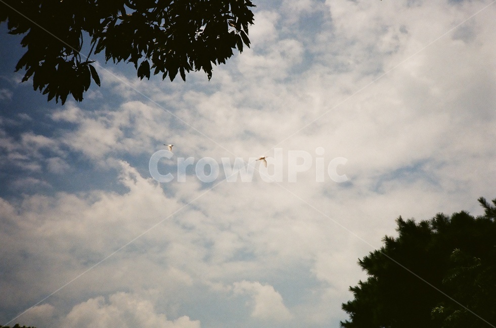 학,소나무,필름,하늘,구름,자연,풍경,nature,landscape,동물,animal,조류,새,birds,leisure activities,레저 활동,adventure,모험,bird