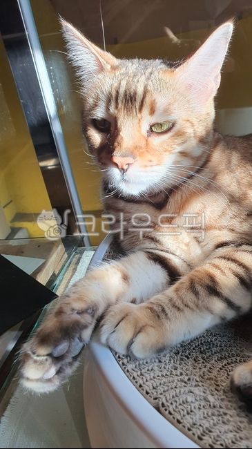 rest,Pets,cat cafe,cat,animal,sullen cat,mammalia,pet,short hair