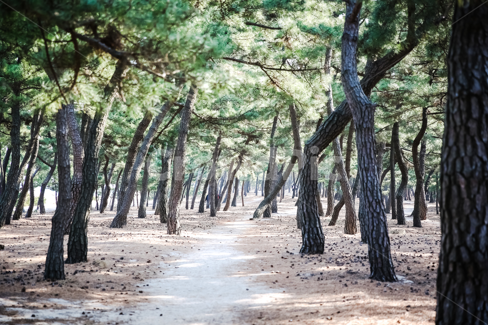 해송,소나무,산책길,koreanredpine,소나무숲,자연,풍경,nature,landscape,tree,나무,plant,식물,tree trunk,나무 줄기