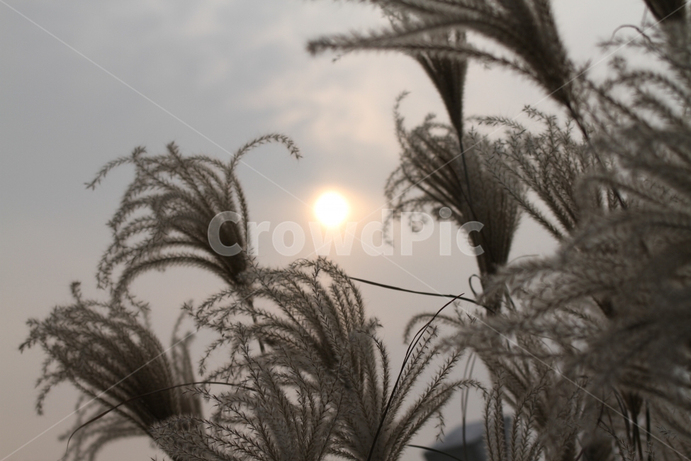 억새,갈대,가을,억새풀,갈대풀,가을,계절,fall,autumn,season,식물,자연,plants,nature,plant,grass,잔디,flare,플레어,light,빛,lawn,reed