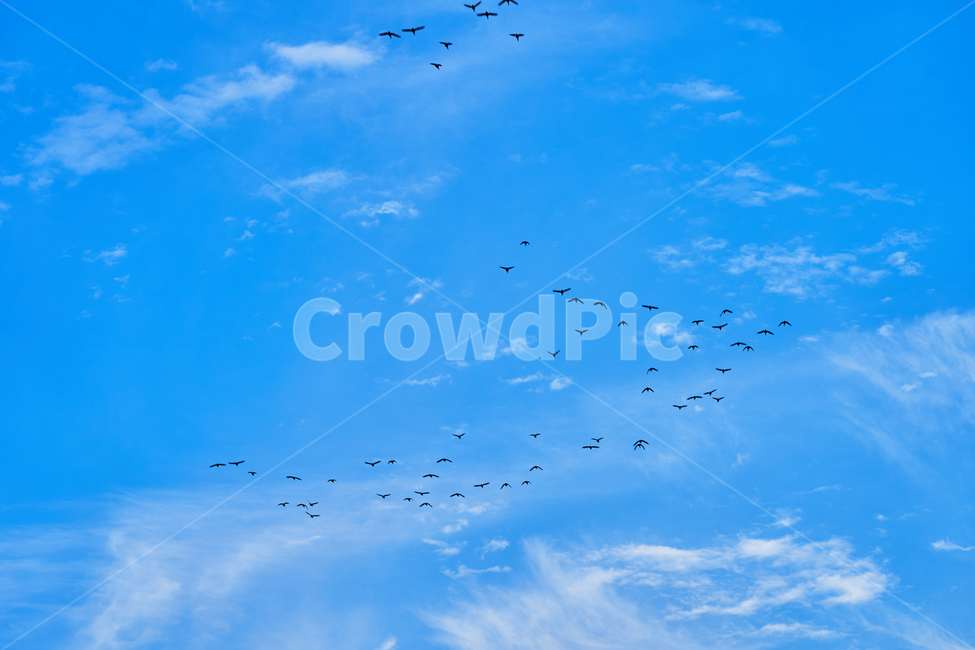 하늘,흑두루미,철새,조류,파란,동물,animal,조류,새,birds