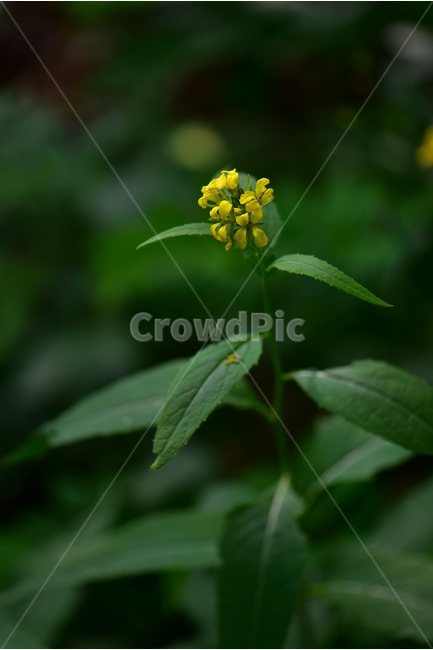 노란장대,노랑장대,야생화,꽃,식물,자연,생태,플라워,flower,plants,nature,식물,자연,plants,nature,꽃,flower