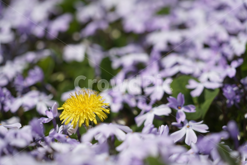 식물,plant,꽃,flower,민들래,꽃잔디