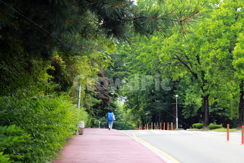 outdoors,옥외,garden,human,인간,person,사람,campus,캠퍼스,숲,나무,green,충남대,충남대학교,도로,인도,산책,풍경,전경
