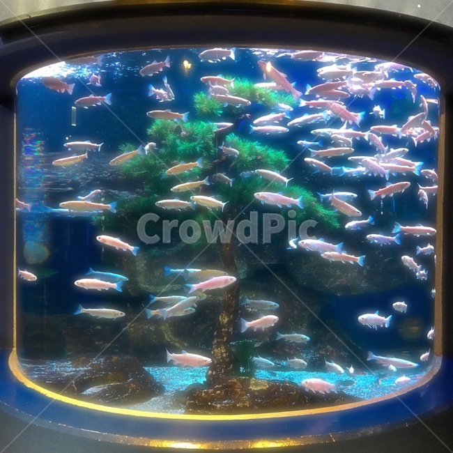 물고기,수족관,아쿠아리움,소나무,물,어류,물고기,fish