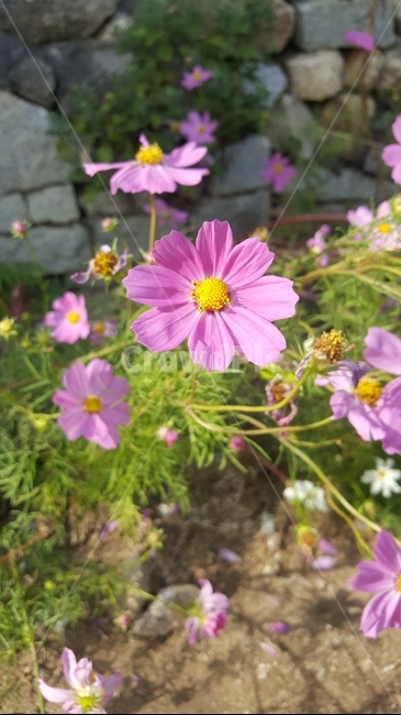 plant,식물,flower,blossom,꽃