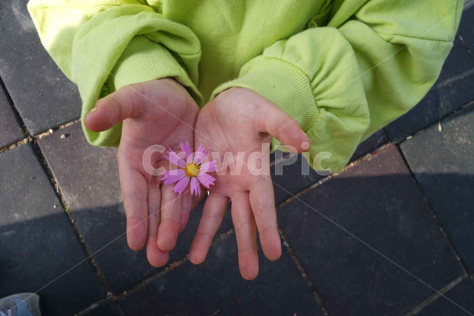 아이손,아기손,코스모스,꽃,가을,손바닥,손가락,finger,꽃,flower,신체일부,몸,body