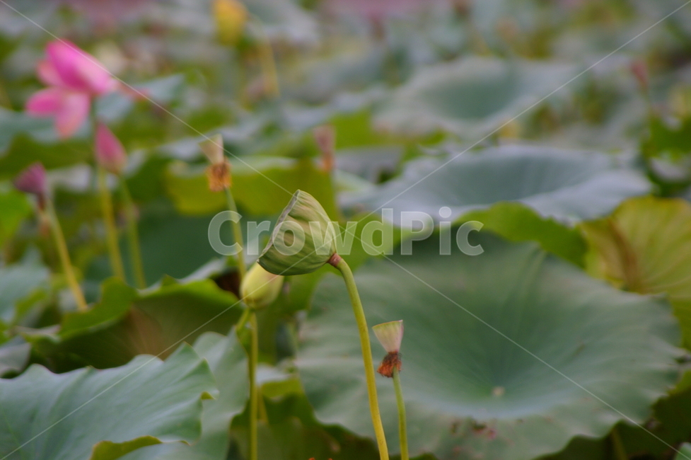 연못,초록,클로즈업,접사,plant,식물,blossom,flower,꽃,연꽃,식물,자연,plants,nature,꽃,flower