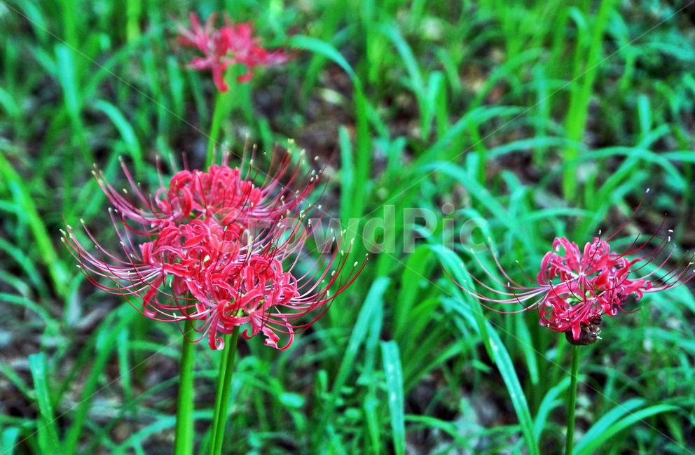 꽃무릇,상사화류,석산,독무릇,산오독,산두초,redspiderlily,가을,빨간꽃,수선화과,식물,꽃꽂이용,화단용,식물,자연,plants,nature,꽃,flower