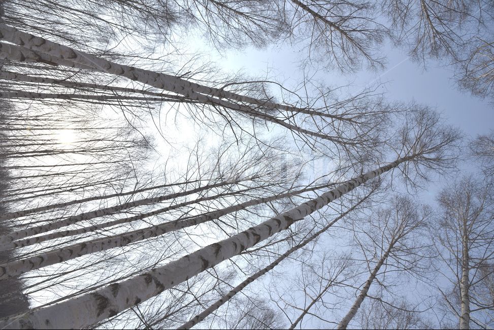인제,원대리,자작나무,산,하늘,나무,겨울,계절,winter,season,식물,자연,plants,nature,나무,trees,wood