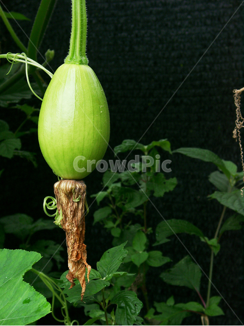 호박,채소,야채,호박재배,농작물,채소,야채,vegetables