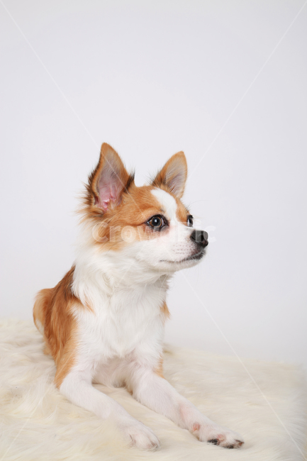 강아지,개,엎드린,흰색배경,하얀색배경,치와와,장모치와와,스튜디오,dog,puppy,studio,whitebackground,chihuahua,longhairedchihuahua,studiodogpicture,동물,animal,포유류,mammal,개,강아지,dog,doggy