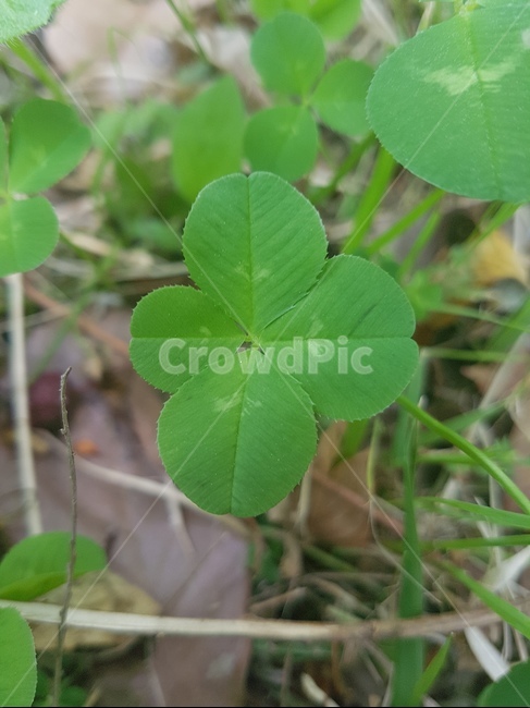 식물,plant,잎,크로버,네잎크로버