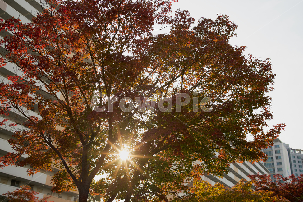 가을,풍경,나무,햇빛,태양,하늘,red,단풍,tree,autumn,가을,계절,fall,autumn,season,도시,풍경,city,landscape,light,빛,flare,플레어