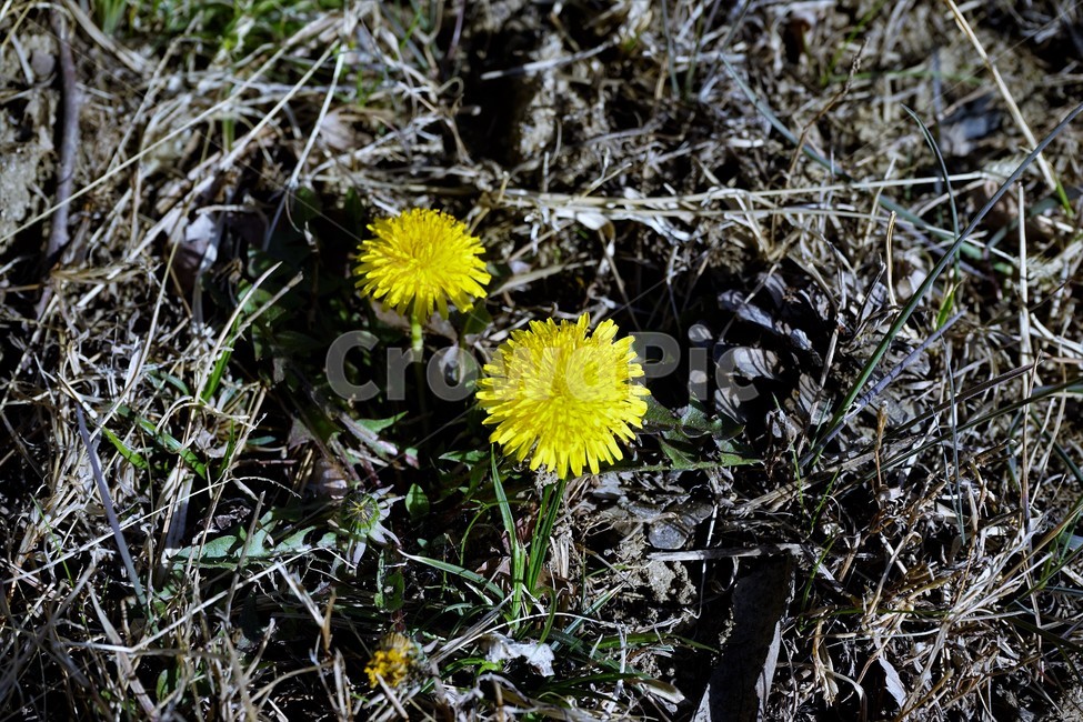 민들레,노랑,봄,꽃,계절,dandelion,spring,flower,bloom,yellow,life,생명,봄소식,식물,자연,plants,nature,꽃,flower