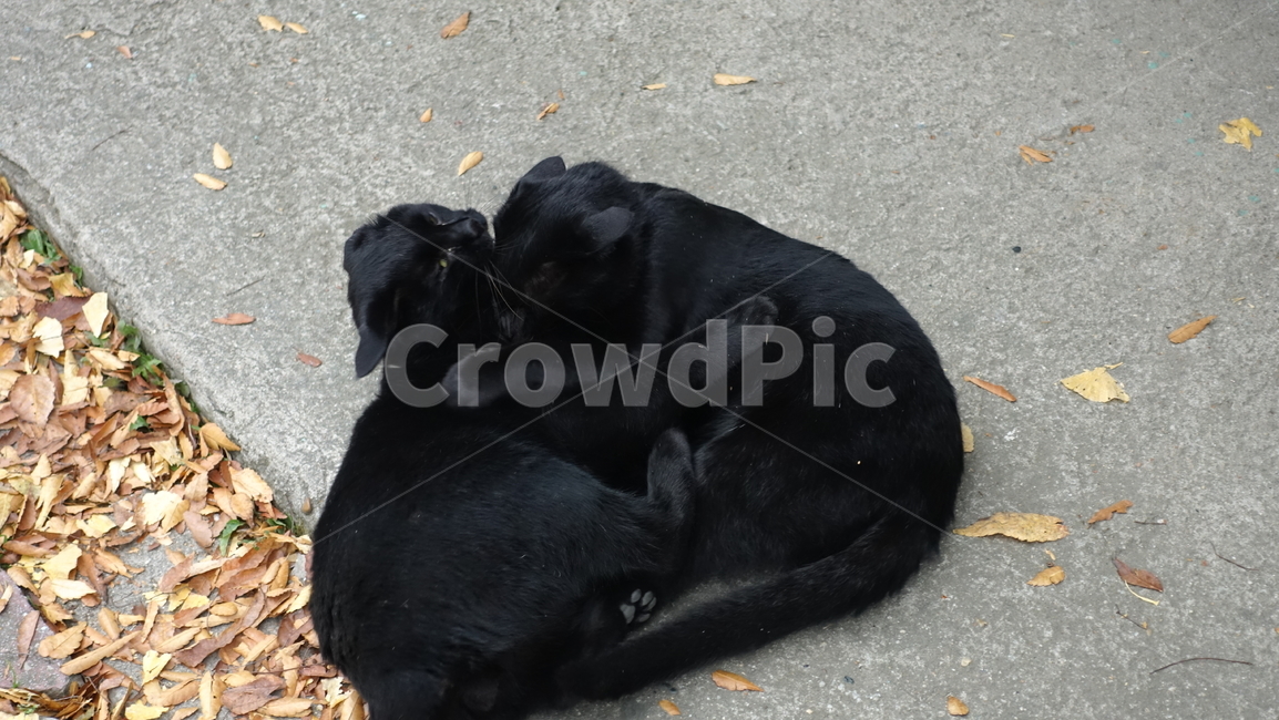 고양이,검은고양이,black,cat,animal