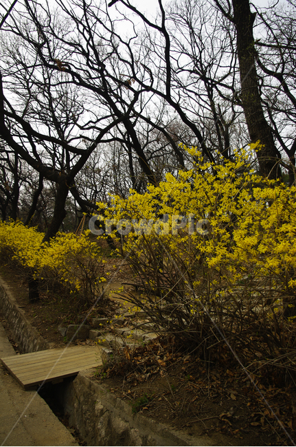 개나리,식물,plant,자연,nature,꽃,flower,봄,spring,계절,봄,계절,spring,season,자연,풍경,nature,landscape