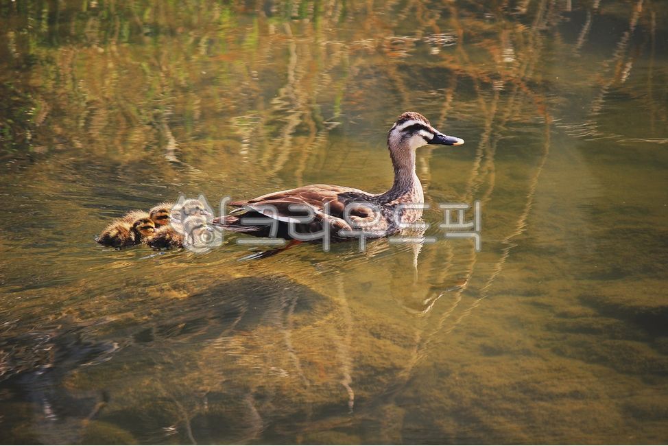 청둥오리,청둥오리가족,오리,아기오리,모성애,야생조류,철새,엄마오리,물새,헤엄,텃새,물결,물,새,연못,하천,시냇물,조류,동물,animal,mallardduck,family,duck,babyduck,motherduck,wildduck,migratorybird,waterbird,wavy,pond,stream,algae