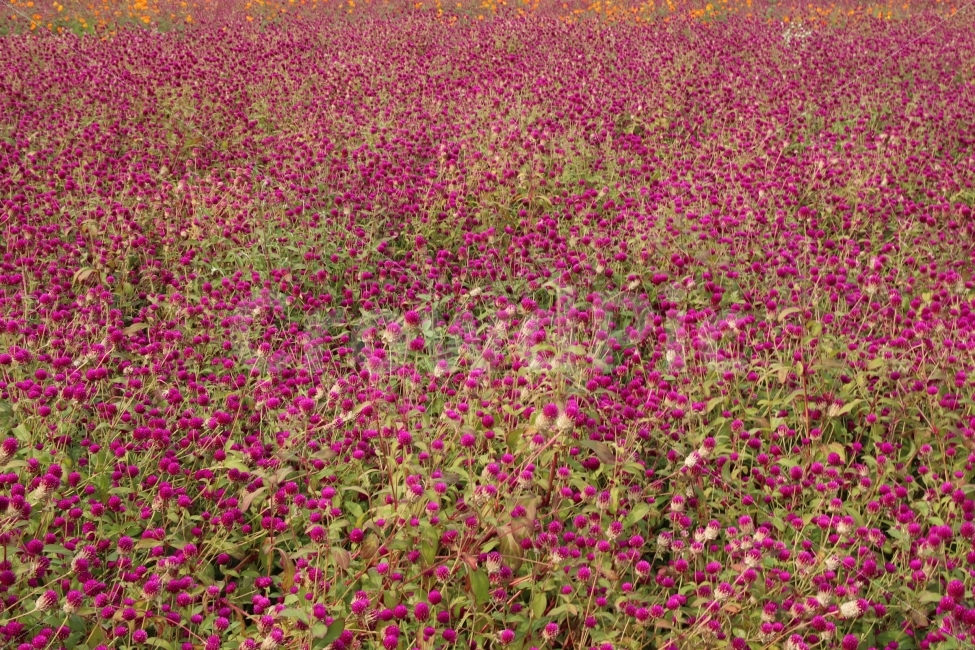 꽃,꽃밭,백만송이,천일홍,가을,자연,풍경,nature,landscape,식물,plants,꽃,flower,plant