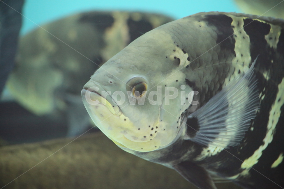 물고기,담수어,열대어,동물,fish,tropicalfish,자이언트구라미,GiantGourami,동물,animal,어류,물고기,fish