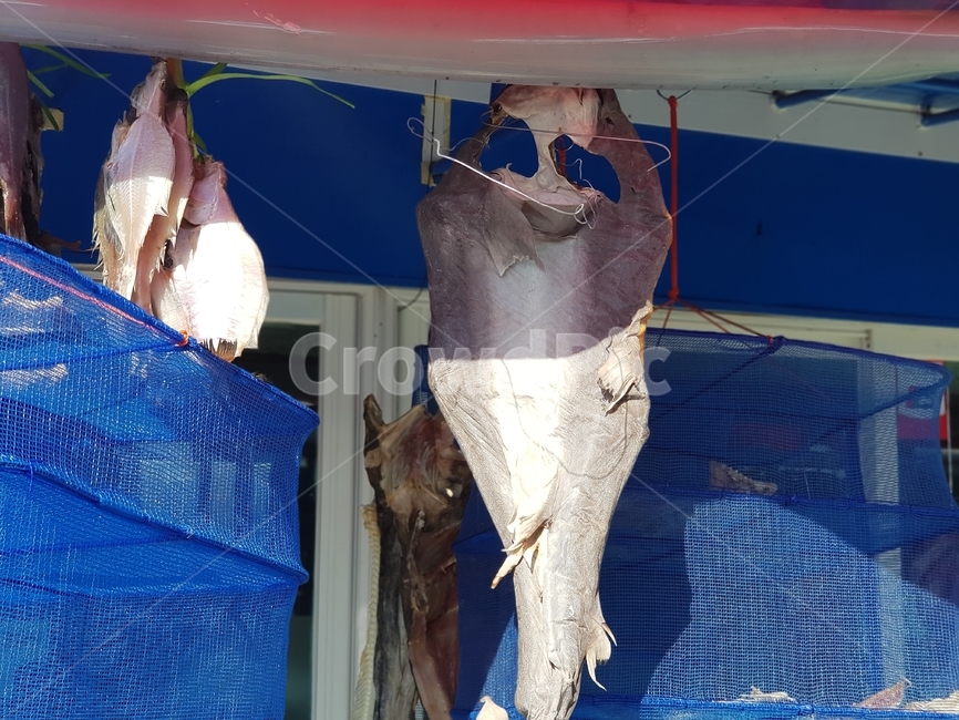 말린생선,생선,포,fish,어업,바닷가