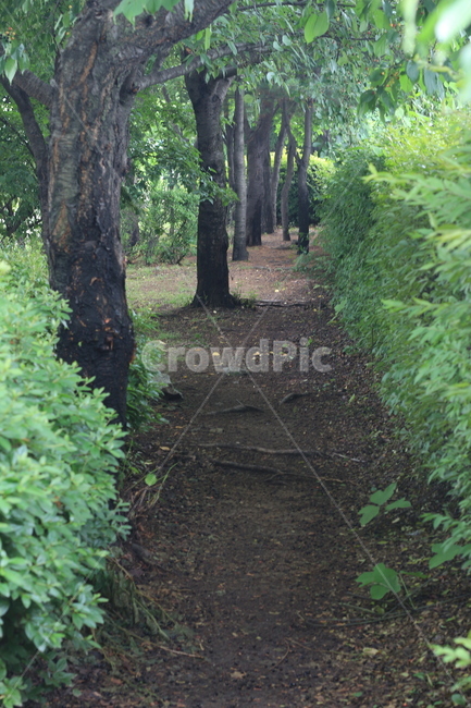 오솔길,나무,숲길,녹색,길,자연,풍경,nature,landscape,tree,plant,식물,tree trunk,나무 줄기,ground,바닥