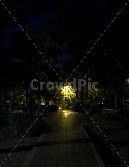 밤,산책,정원,가을,나무,야경,밤,풍경,nightscape,night,landscape,path,통로,walkway,보도,flagstone,판석