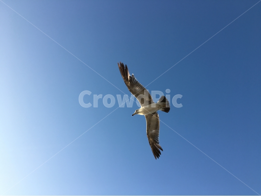 갈매기,비행,날개,바다,하늘,새,조류,동물,여름,비상,창공,청공,bird,gull,seagull,동물,animal,조류,새,birds