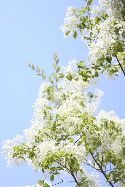 이팝나무꽃,흰색,봄,파랑하늘,맑음,식물,자연,plants,nature,꽃,flower