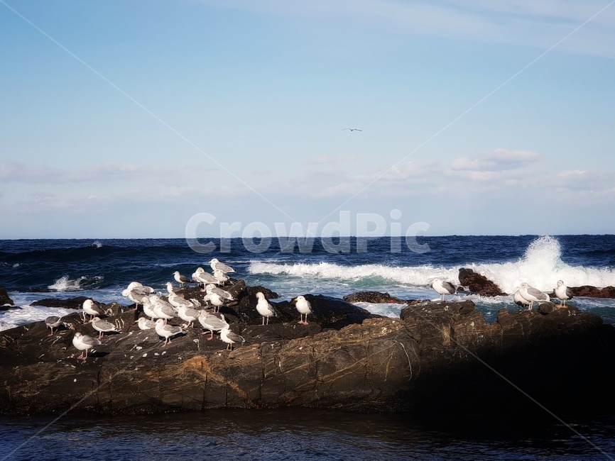 sea,바다,nature,자연,ocean,대양,outdoors,옥외,water,물,동물,animal,조류,새,birds