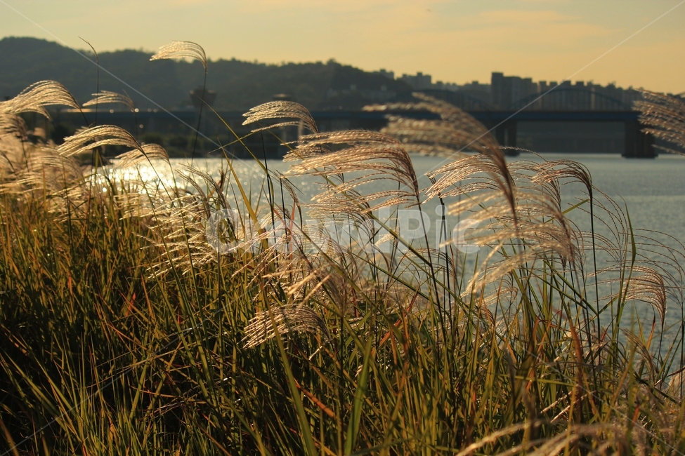 갈대,풍경,가을,강가,바람,가을,계절,fall,autumn,season,식물,자연,plants,nature,grass,잔디,plant,lawn,reed