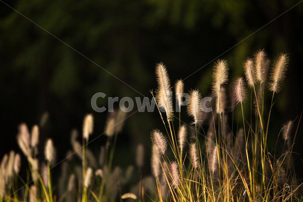 plant,식물,grass,강아지풀,자연,식물,자연,plants,nature