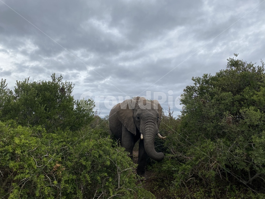 elephant,animal,wildlife,mammal,코끼리,동물,야생동물,포유류,초식,자연,야생