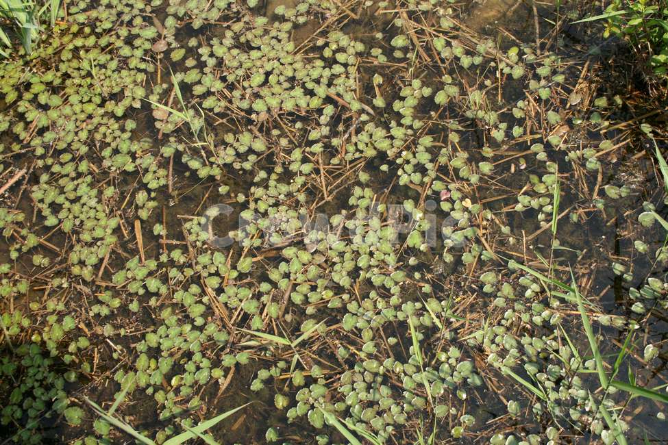 연못,수생식물,식물,개구리밥,인공연못,식물,자연,plants,nature